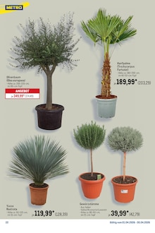 Zimmerpflanzen im aktuellen METRO Prospekt (Mannheim) Zimmerpflanzen im METRO Prospekt "Monatsmix April" mit 24 Seiten (Mannheim)