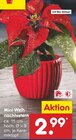 Mini Weihnachtsstern Angebote bei Netto Marken-Discount Arnsberg für 2,99 €