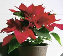 Poinsettia 4/5 bractées - Géant Casino à Paris Poinsettia 4/5 bractées en promo chez Géant Casino Paris à 3,95 €