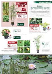 Prix et réduction Bambou dans le prospectus Botanic en cours Offre Bambou dans le catalogue Botanic du moment à la page 5