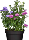 Aktuelle Pflanzen Angebote bei BAUHAUS in Bielefeld Aktuelles Glattblatt-Aster Angebot bei BAUHAUS in Bielefeld ab 3,99 €