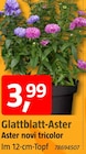 Glattblatt-Aster im Angebot bei BAUHAUS in Mainz Glattblatt-Aster Angebote bei BAUHAUS Mainz für 3,99 €