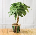 Plantes vertes - Super U à Nanterre Plantes vertes en promo chez Super U Nanterre à 14,99 €