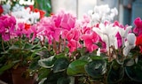 Zimmer-Alpenveilchen âCyclamen persicumâ im Hagebaumarkt Prospekt Zimmer-Alpenveilchen âCyclamen persicumâ von im aktuellen Hagebaumarkt Prospekt fĂŒr 2,59 âŹ
