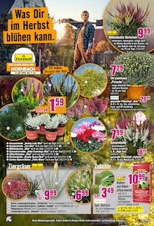 Pflanzen im aktuellen Hornbach Prospekt (Gelsenkirchen) Pflanzen im Hornbach Prospekt "Dir ist vieles Latte. Nur nicht Dein Garten." mit 32 Seiten (Gelsenkirchen)