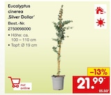 Eucalyptus cinerea ‚Silver Dollar‘ für 21,99 € bei Netto Marken-Discount im Angebot Eucalyptus cinerea ‚Silver Dollar‘ im aktuellen Netto Marken-Discount Prospekt