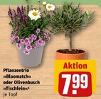 Pflanzentrio »Bloomatch« Angebote bei REWE Bochum für 7,99 €