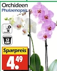 Orchideen Phalaenopsis Angebote bei Wreesmann Bremerhaven für 4,49 €