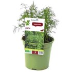 BOTANIC®-Aneth bio. Le pot recyclé de 1 litre en promo chez Botanic BOTANIC®-Aneth bio. Le pot recyclé de 1 litre dans le catalogue Botanic