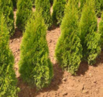Thuja – Ballenware – frisch aus unserer Gärtnerei von Kölle im aktuellen Pflanzen Kölle Prospekt für 19,99 €