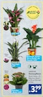Calla im Angebot bei ALDI SÜD in Duisburg Calla Angebote von Gardenline bei ALDI SÜD Duisburg für 3,99 €