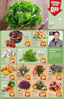 Blumen im aktuellen REWE Prospekt (Augsburg) Blumen im REWE Prospekt "Dein Markt" mit 28 Seiten (Augsburg)