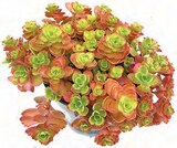 Netto mit dem Scottie - Sedum Angebot im Prospekt Sedum bei Netto mit dem Scottie im Prospekt "" für 1,99 €