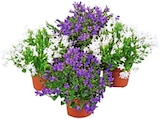 Campanula blau von REWE Beste Wahl im aktuellen REWE Prospekt für 3,79 €
