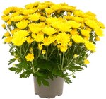 Chrysantheme oder Stacheldrahtpflanze Angebote von REWE Beste Wahl bei REWE Herne für 1,49 €