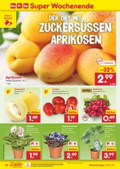 Zimmerpflanzen im Netto Marken-Discount Prospekt in Bremerhaven Aktueller Netto Marken-Discount Prospekt mit Zimmerpflanzen, "Aktuelle Angebote", Seite 48