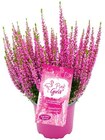 Besenheide Angebote von Garden Girls bei Penny Aachen für 1,79 €