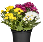 Herbst-Chrysantheme Angebote bei BAUHAUS Singen für 2,99 €