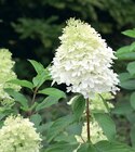 Rispenhortensie Angebote bei Zimmermann Aurich für 9,99 €