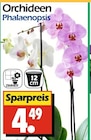 Orchideen Phalaenopsis von  im aktuellen Wreesmann Prospekt für 4,49 €