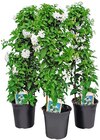 REWE Ebensfeld - Sommerjasmin oder Dipladenie Angebot im Prospekt Sommerjasmin oder Dipladenie bei REWE im Ebensfeld Prospekt für 12,99 €