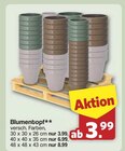 Blumentopf für 3,99 € bei famila Nordwest im Angebot Blumentopf im aktuellen famila Nordwest Prospekt