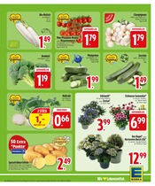 Pflanzen im EDEKA Prospekt in Straubing Aktueller EDEKA Prospekt mit Pflanzen, "Wir lieben Lebensmittel.", Seite 5