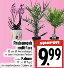 Phalaenopsis multiflora im Angebot bei EDEKA in Gießen Phalaenopsis multiflora Angebote bei EDEKA Gießen für 9,99 €