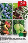 Bio Obstmix in Sorten Angebote von Bioland bei Raiffeisenmarkt Bremen für 19,99 €
