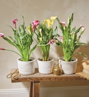 Arum couleur pot 12 cm dans le catalogue Intermarché