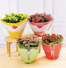 Kalanchoé en promo chez Super U Nantes à 8,99 €