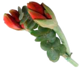 EDEKA Frischemarkt Pinnow - 2er Amaryllis mit Grün Angebot im Prospekt 2er Amaryllis mit Grün bei EDEKA Frischemarkt im Pinnow Prospekt für 4,99 €