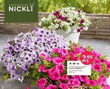 Hängepetunie/Surfinie bei Gartencenter Nickl im Prospekt "" für 2,99 €