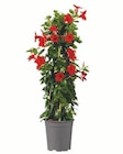 Dipladenia Pyramide für 11,99 € bei Lidl im Angebot Dipladenia Pyramide im aktuellen Lidl Prospekt