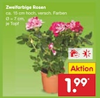 Zweifarbige Rosen für 1,99 € bei Netto Marken-Discount im Angebot Zweifarbige Rosen im aktuellen Netto Marken-Discount Prospekt
