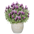 Aktuelle Lavendel Angebote bei toom Baumarkt in Stuttgart Aktuelles Schopflavendel Angebot bei toom Baumarkt in Stuttgart ab 6,99 €