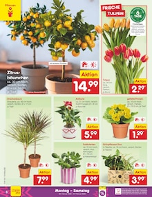 Tulpen im Netto Marken-Discount Prospekt "Aktuelle Angebote" mit 40 Seiten (München)