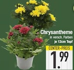 EDEKA Mitterfels - Chrysantheme Angebot im Prospekt Chrysantheme bei EDEKA im Mitterfels Prospekt für 1,99 €