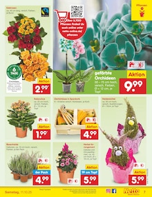 Blumen im aktuellen Netto Marken-Discount Prospekt (Darmstadt) Blumen im Netto Marken-Discount Prospekt "Aktuelle Angebote" mit 59 Seiten (Darmstadt)