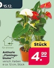 Angebot im Netto mit dem Scottie Burkau Prospekt Netto mit dem Scottie Burkau Prospekt mit im Angebot für 4,99 €