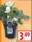 Christrose im aktuellen EDEKA Prospekt