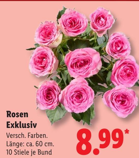 Rosen Exklusiv