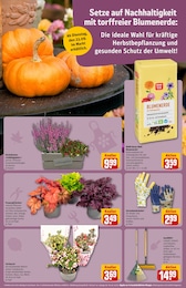 Besen Angebot im aktuellen REWE Prospekt auf Seite 15