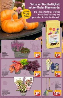 Werkzeug Angebot im aktuellen REWE Prospekt auf Seite 15