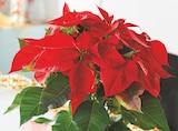 Poinsettia pot 14 cm à 5,29 € dans le catalogue Netto