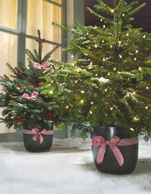 Getopfter Weihnachtsbaum bei OBI in Hamburg Getopfter Weihnachtsbaum im Angebot bei OBI Hamburg