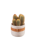 Succulentes en pot Bali - Lidl à Mérignac Succulentes en pot Bali en promo chez Lidl Mérignac à 5,99 €