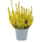 toom Baumarkt - Gefärbte Heide Angebot im Prospekt Gefärbte Heide bei toom Baumarkt im Prospekt "" für 2,99 €