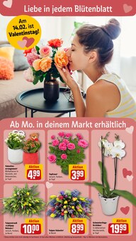 Tulpen im REWE Prospekt "Dein Markt" mit 36 Seiten (Potsdam)