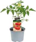 Globus-Baumarkt Salzgitter Prospekt mit  im Angebot für 3,99 €